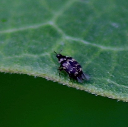 Carpet Beetle? Carpet Beetle?